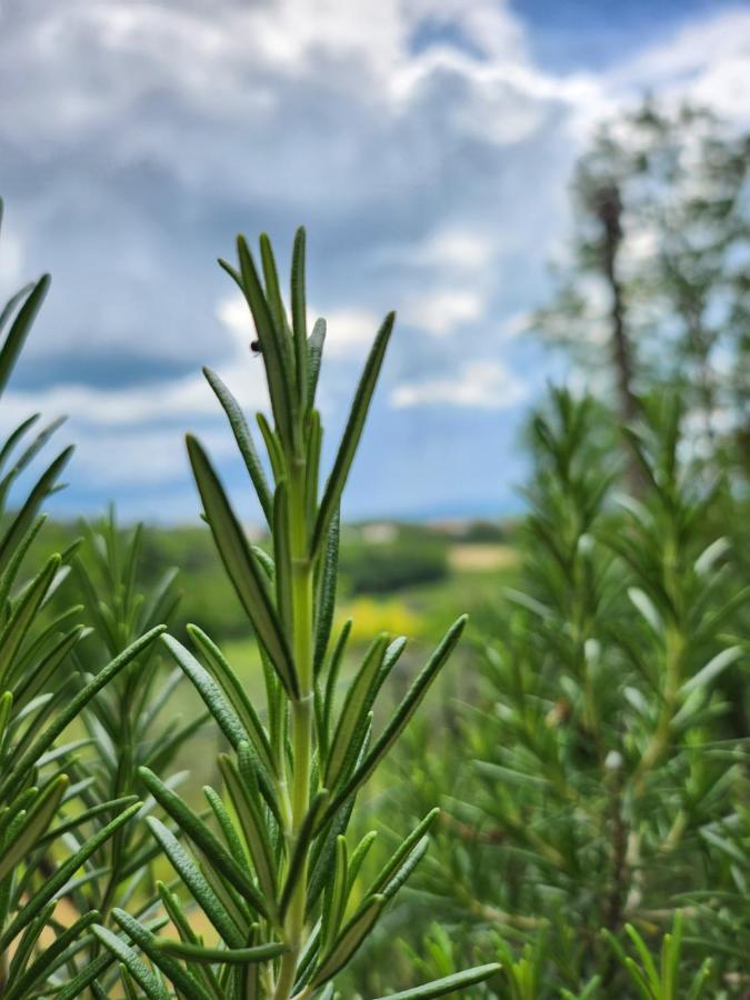 לינה וארוחת בוקר צ'רטאלדו Il Giuggiolo - La Collina Della Quiete מראה חיצוני תמונה